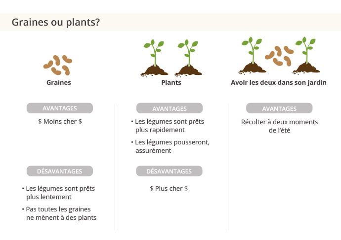 Acheter des graines ou des plants?