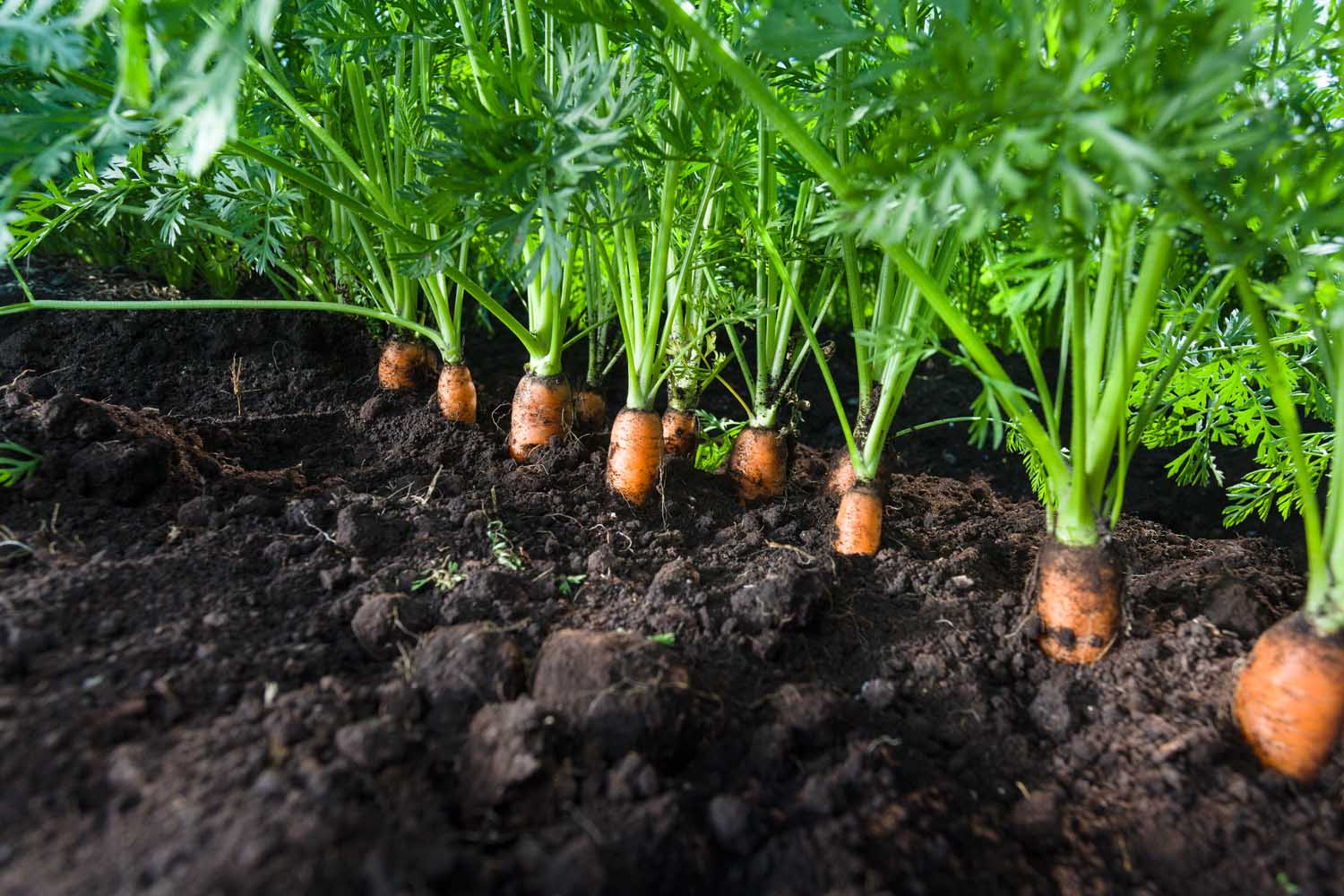Sproutting carrots