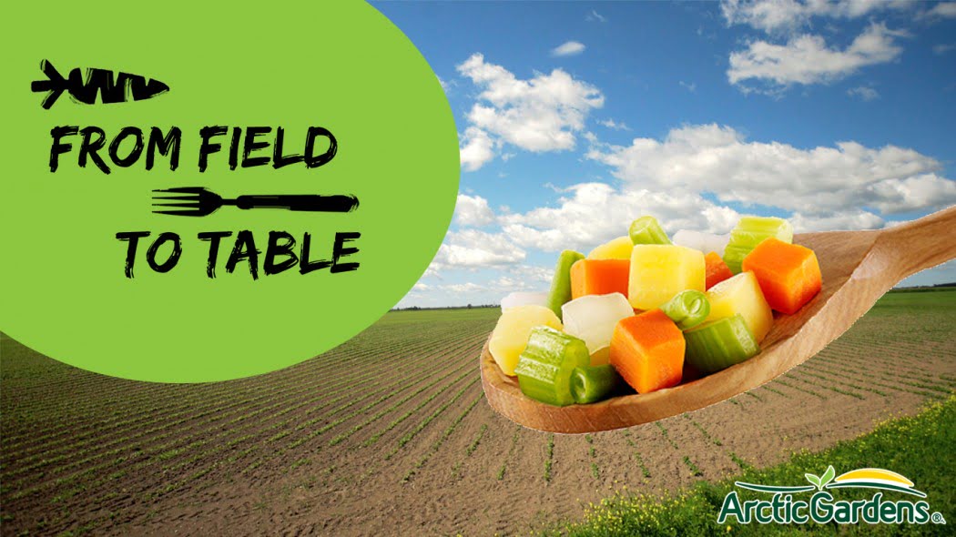 Field to table vegetables harvesting at Arctic Gardens