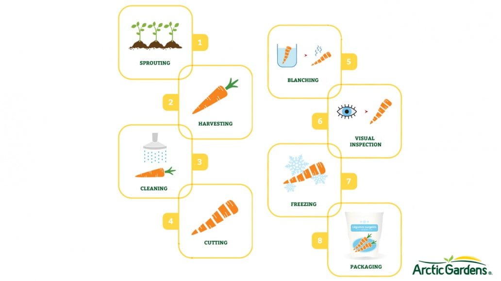 Field to table vegetables harvesting at Arctic Gardens