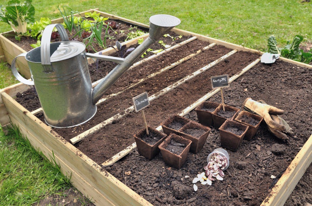 Légumes faciles à cultiver | Arctic Gardens