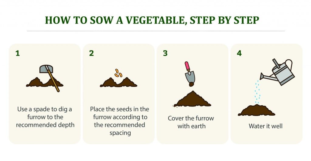 How to sow a vegetable, step by step