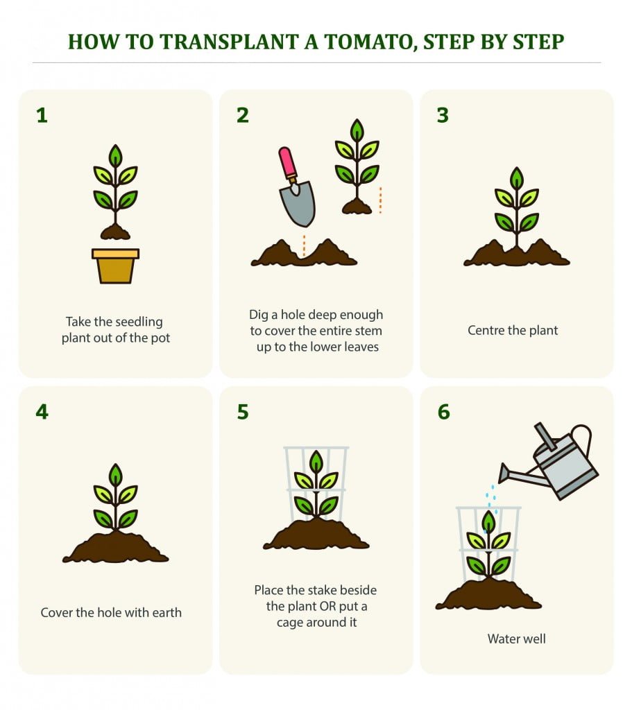 How to transplant a tomato, step by step