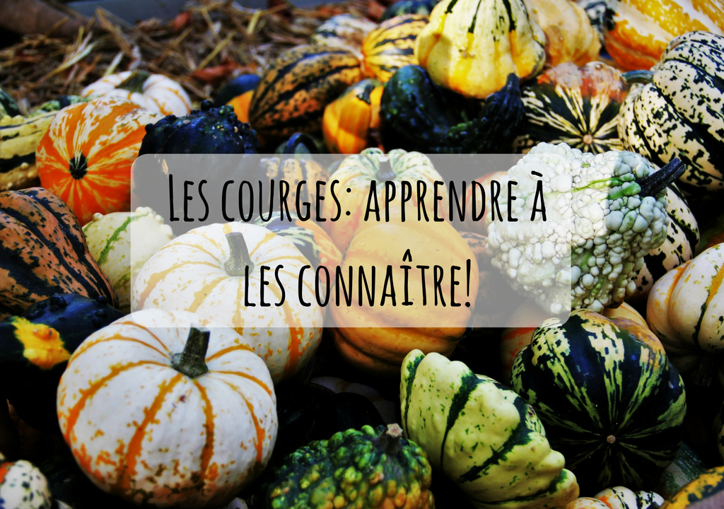 Les courges apprendre à les connaître!