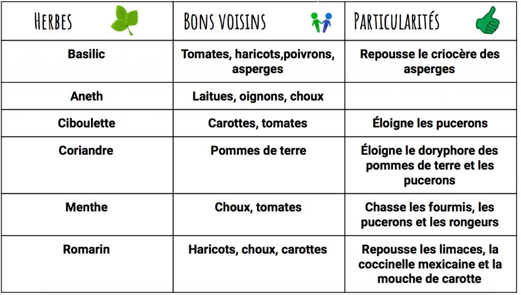 Compagnonnage légumes-herbes