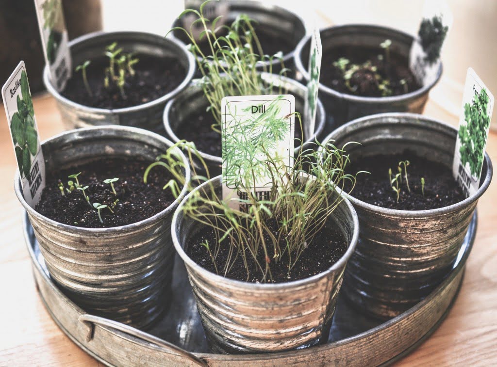 fines-herbes-en-pots