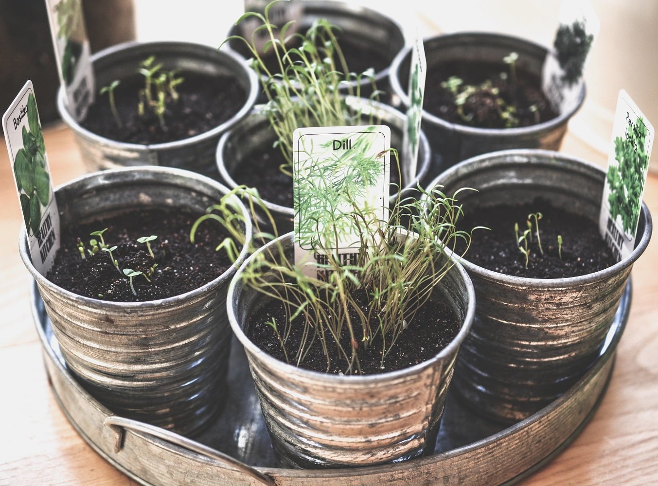 Nutrition. Romarin : pourquoi cette herbe aromatique est idéale pour la  santé