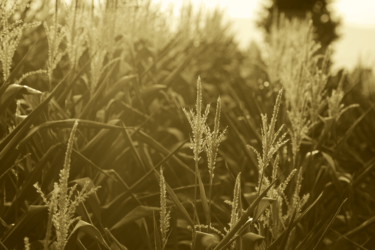 A close look at corn roasts