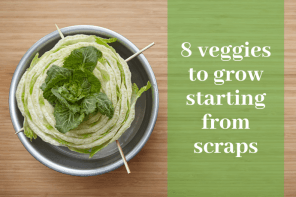 grow-from-scraps