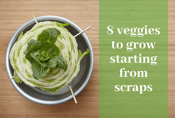 grow-from-scraps
