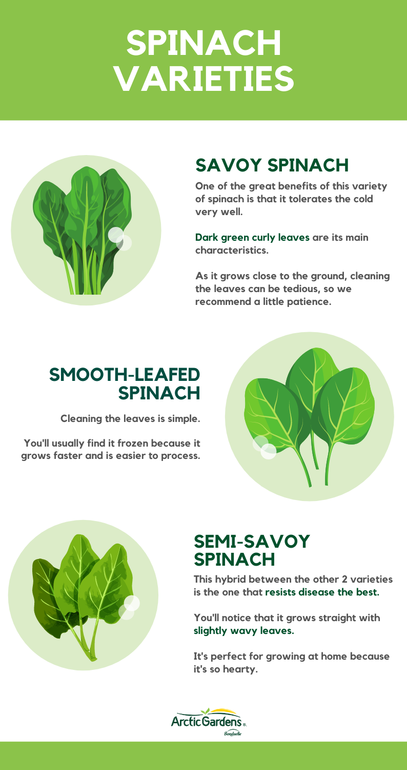 Spinach: discover its health benefits | Arctic Gardens