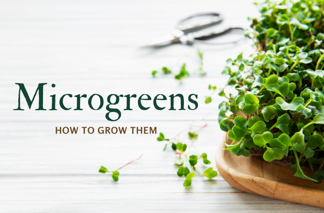 Microgreens: how to grow them | Arctic Gardens