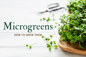 Microgreens-how-to-grow-them