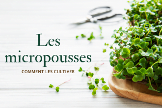 micropousses-comment-cultiver